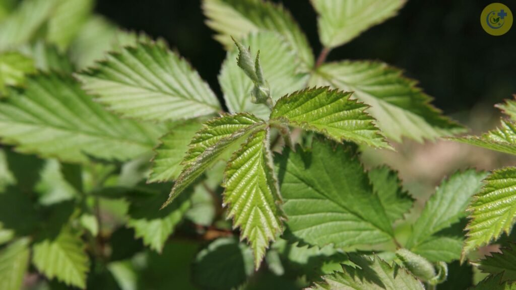 Benefits of Blackberry Leaves